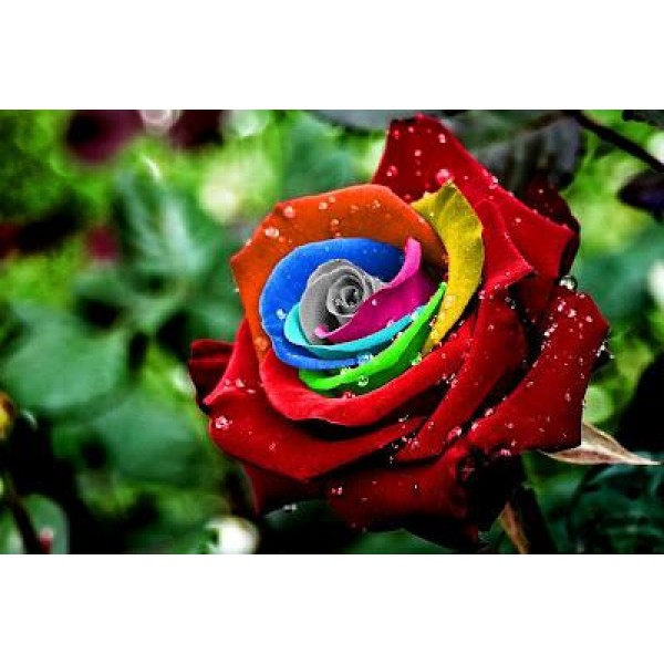 Rainbow Flowers Diamond Painting Kit - DIY Rainbow Flowers-16