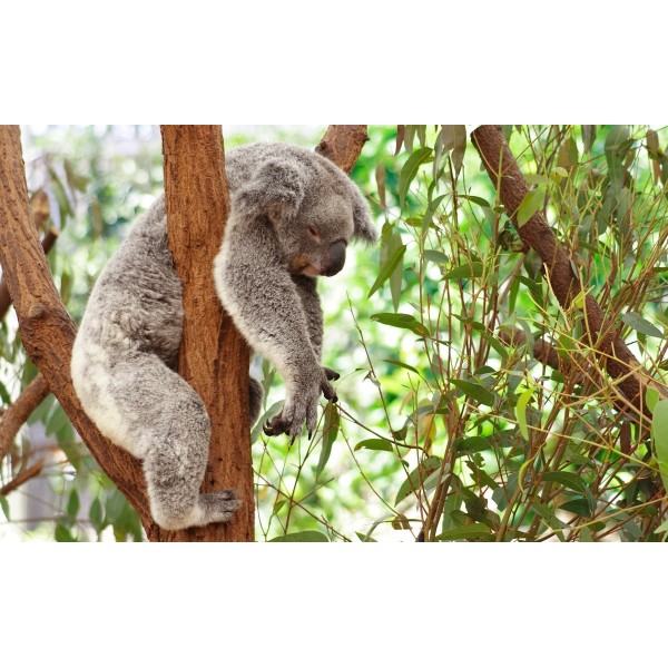Koala Sleep Diamond Painting Kit - DIY