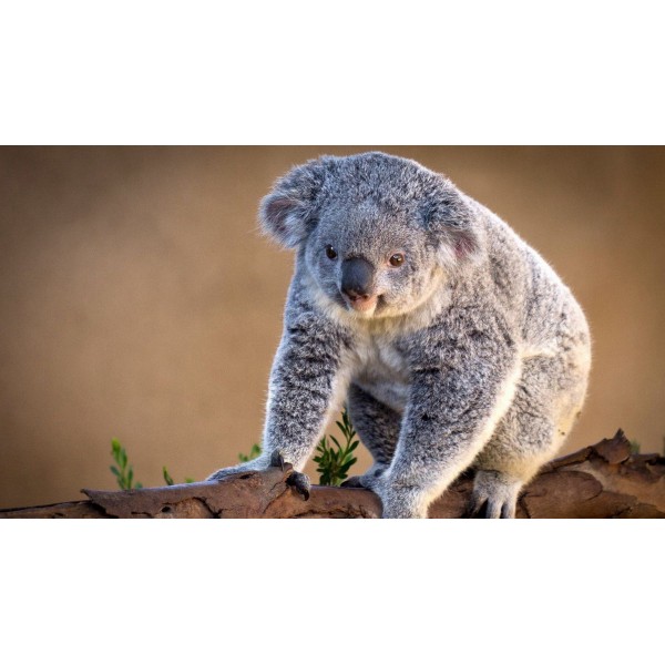 Koala In The Tree Diamond Painting Kit - DIY