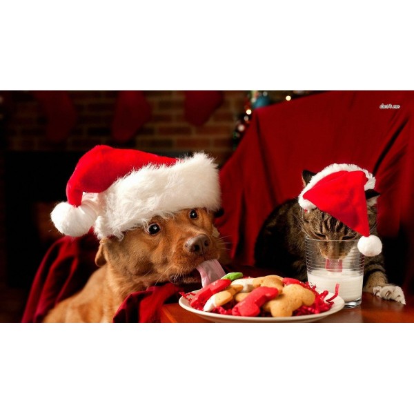 Dog And Cat Christmas Eat Diamond Painting Kit - DIY